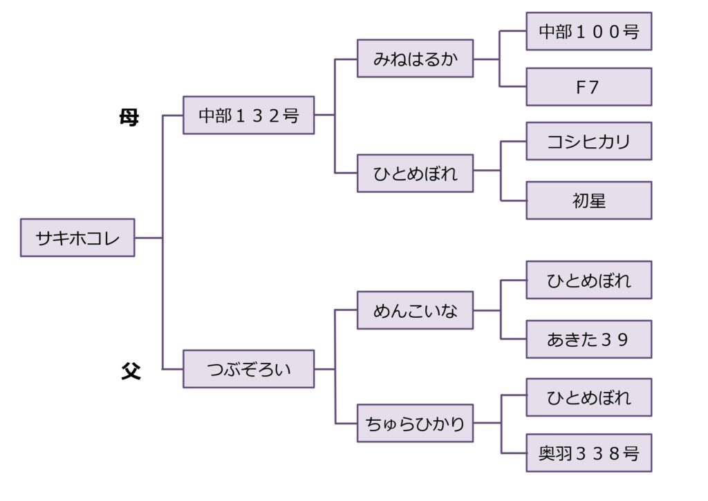 秋田県の サキホコレ どんなお米 発売はいつ 特徴は 農業応援サイト Ishizue