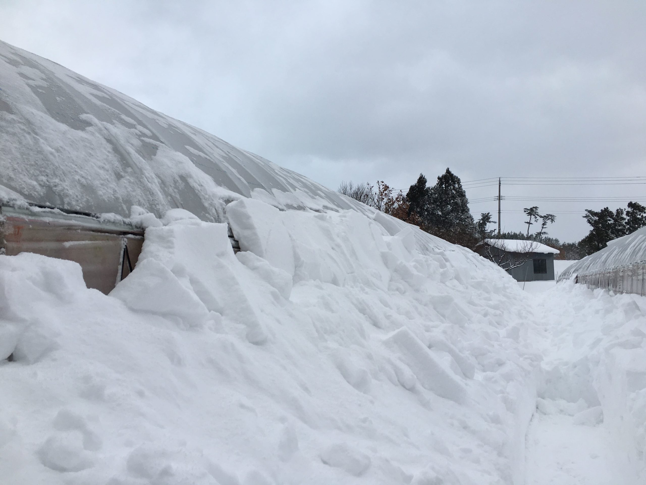 雪でビニールハウスが倒壊するのを防ぐ【補強や対策で重要な事】 | 農業応援サイト ISHIZUE