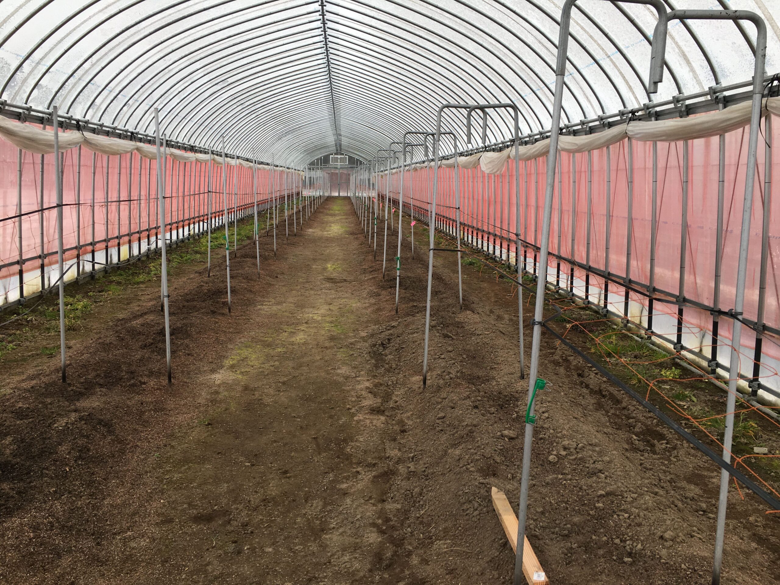 アスパラガスビニールハウス栽培 畝幅を拡げました 農業応援サイト Ishizue