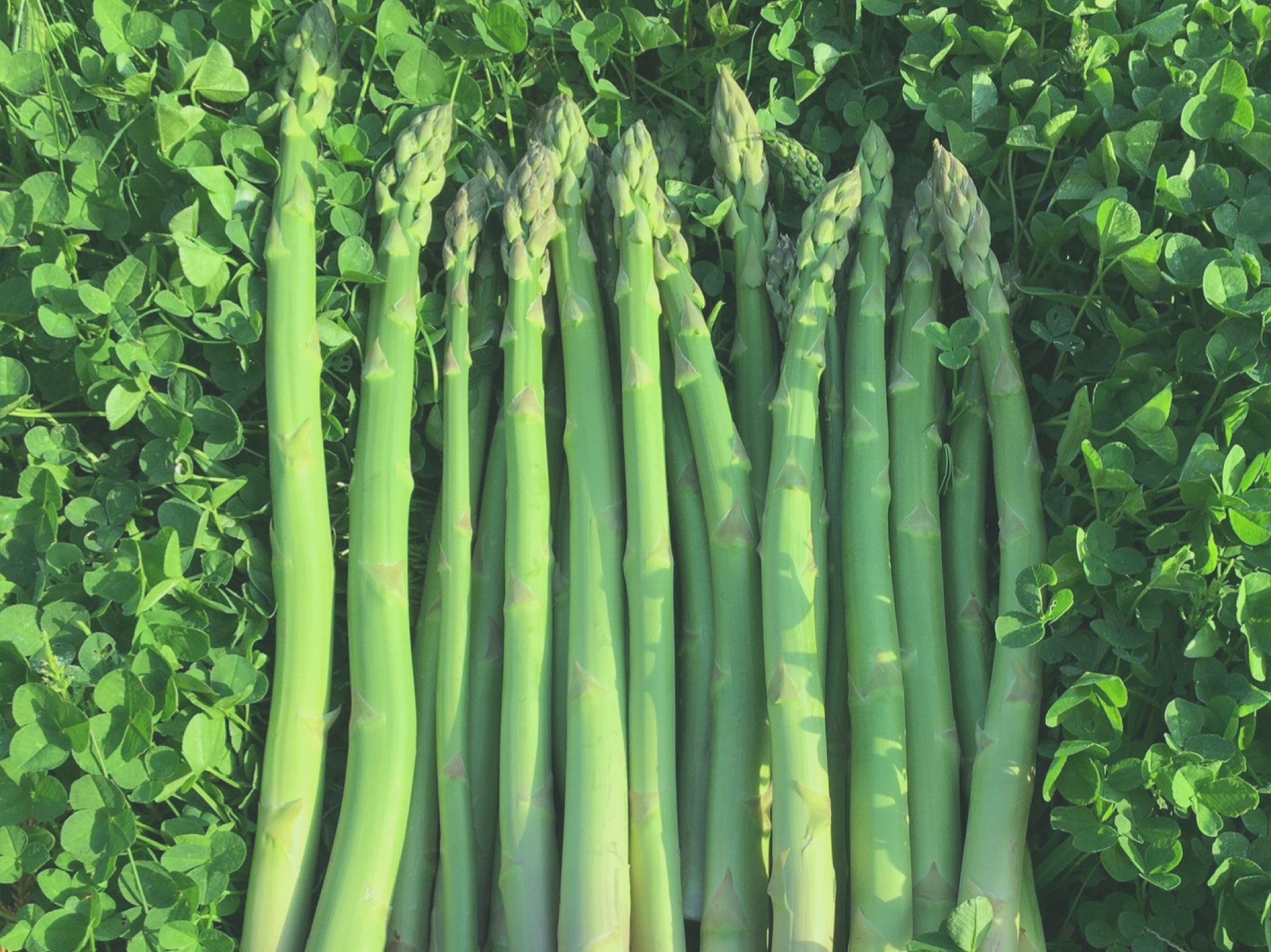 アスパラを美味しく食べる 冷蔵庫で保存する方法 農業応援サイト Ishizue